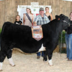 Grand Champion Market Steer