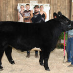 Reserve Champion Market Steer