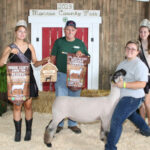 Reserve Champion Market Lamb