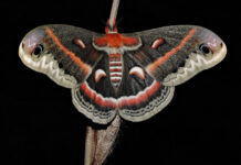 They fly in June, crawl in September Cecropia moth