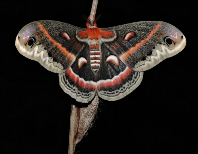 Cecropia moth