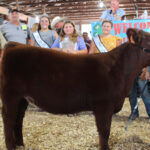 Grand Champion Feeder Calf Heifer