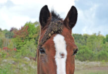 Fancy forelock: A story of seed dispersal Horse