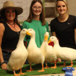 Grand Champion Ducks