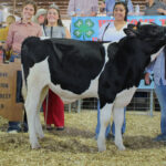 Reserve Champion Dairy Beef Feeder