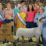 Reserve Champion Lamb