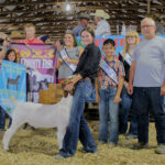 Reserve Champion Market Goat