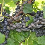 Pennsylvania expands spotted lanternfly quarantine Spotted lanternfly