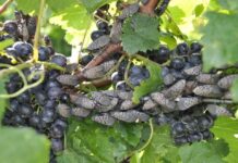 Pennsylvania expands spotted lanternfly quarantine Spotted lanternfly