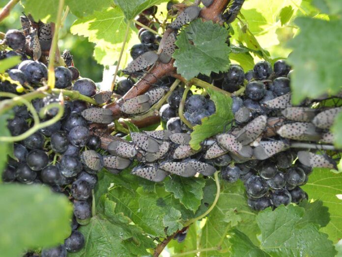 Spotted lanternfly