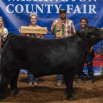 Grand Champion Steer