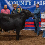 Reserve Champion Steer