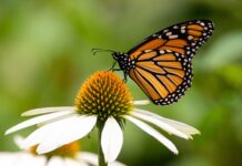 Monarchs & Meadow Insects program set for Sept. 10 butterfly