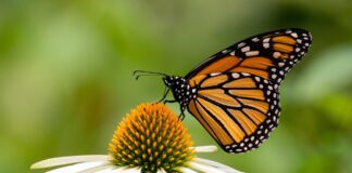 Monarchs & Meadow Insects program set for Sept. 10 butterfly