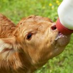 Water and calf starter are keys to future performance calf with bottle