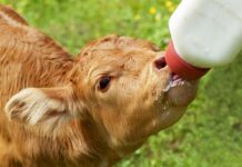 Water and calf starter are keys to future performance calf with bottle