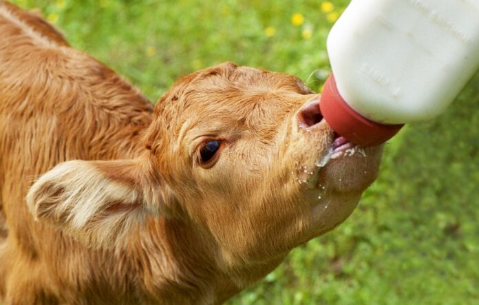 calf with bottle calf with bottle