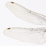 Penn State hosts Great Insect Fair dragonfly