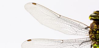 Penn State hosts Great Insect Fair dragonfly