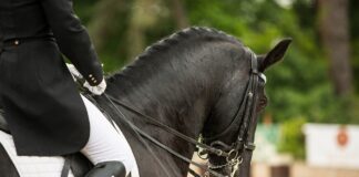 dressage horse