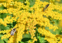 Goldenrod doesn’t deserve a bad rap in the fall golden rod with bugs
