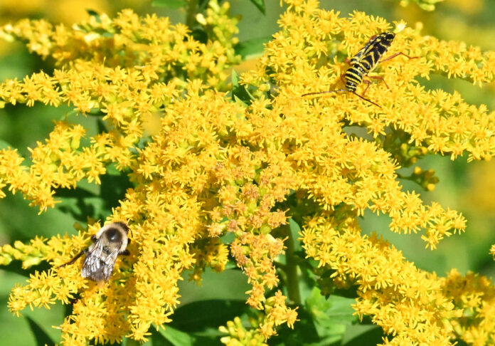 golden rod with bugs