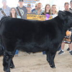 Grand Champion Steer