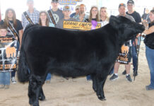 2023 Jefferson County Fair junior livestock sale Grand Champion Steer