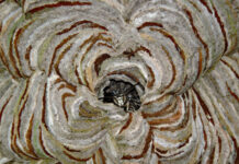 Bald-faced hornets: Amazing arboreal artists hornet nest patterns