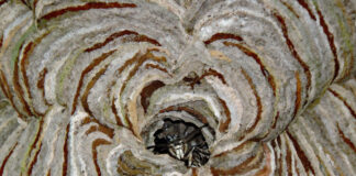 hornet nest patterns