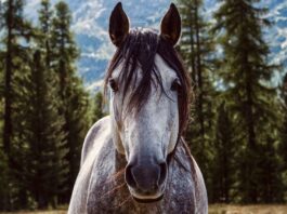 The legend of the Bloody Shoulder horse
