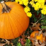 Falling for autumn charm mums and pumpkin