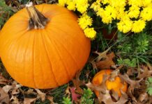 Falling for autumn charm mums and pumpkin