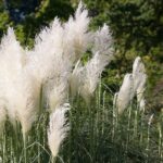 ornamental grass