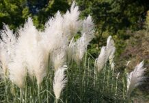 PSU Extension ornamental grasses course earns national award ornamental grass