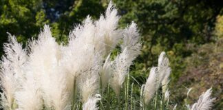 PSU Extension ornamental grasses course earns national award ornamental grass