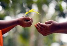 Geauga Parks needs help to plant 1,000 trees at Veterans Legacy Woods plant