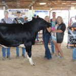 Reserve Champion Dairy Steer