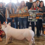 Reserve Champion Hog