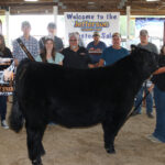 Reserve Champion Steer