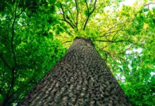 Tree planting to be discussed at next NEOFA meeting tree trunk
