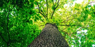 Tree ID event at Woodcock Creek tree trunk