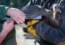 Study underway to research Ohio’s wild turkeys turkey hen