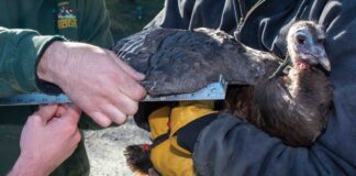 Study underway to research Ohio’s wild turkeys turkey hen