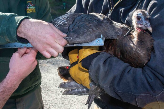 turkey hen turkey hen