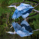 great blue heron