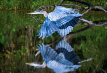ODNR announces 2023 wildlife photo winners great blue heron
