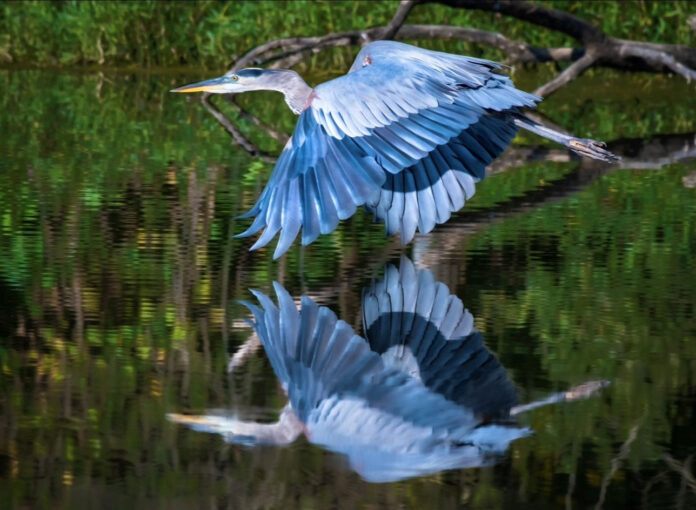 great blue heron great blue heron