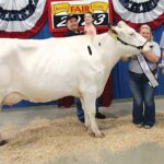 2023 Grand Champion Dairy Cheese – Exhibited by Steven McCracken – Purchased by Sarchione Chevrolet II Garretsville