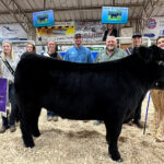 Grand Champion Bred, Born and Rasied Steer